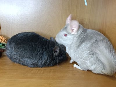 Шиншила сім'я