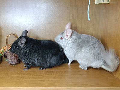 Шиншила сім'я