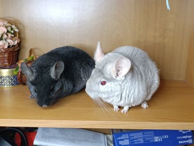 Шиншила сім'я