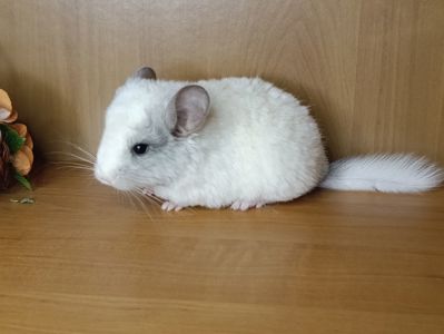 Шиншила хлопчик