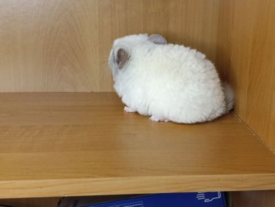 Шиншила хлопчик