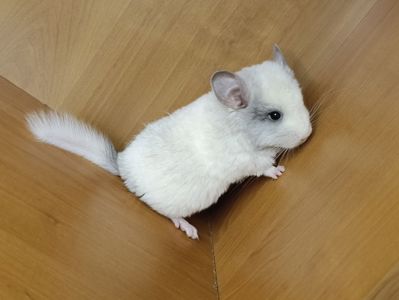 Шиншила хлопчик