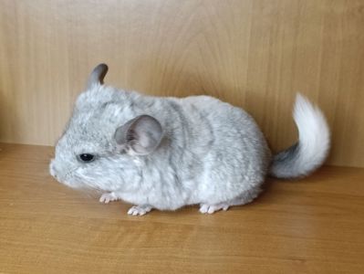 Шиншила дівчинка