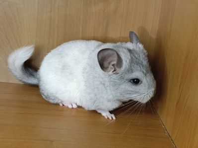 Шиншила дівчинка