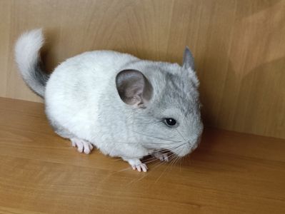 Шиншила дівчинка