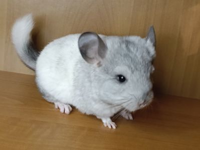 Шиншила дівчинка