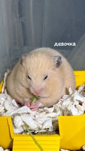 Сирійський хом'як