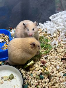 Сирійський хом'як