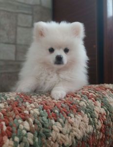 Померанський шпіц, чарівний, білосніжний хлопчик