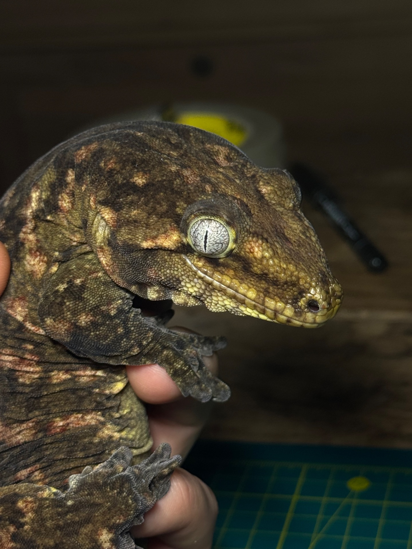 Гігантський бананоїд (Rhacodactylus leachianus) Nuu Ana