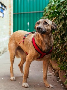 Врятована під вибухом Сімка мріє про родину!