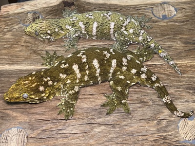 Гігантський бананоїд (Rhacodactylus leachianus) Nuu Ana
