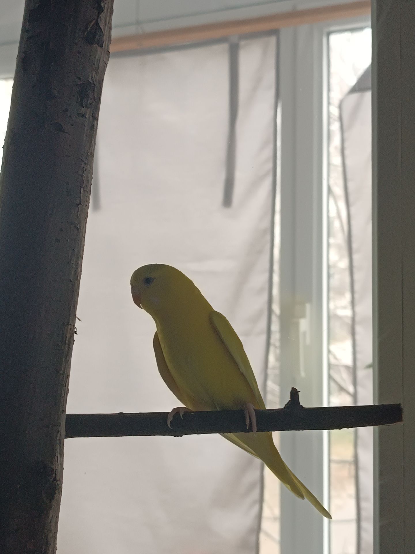 Хвилястий папугай