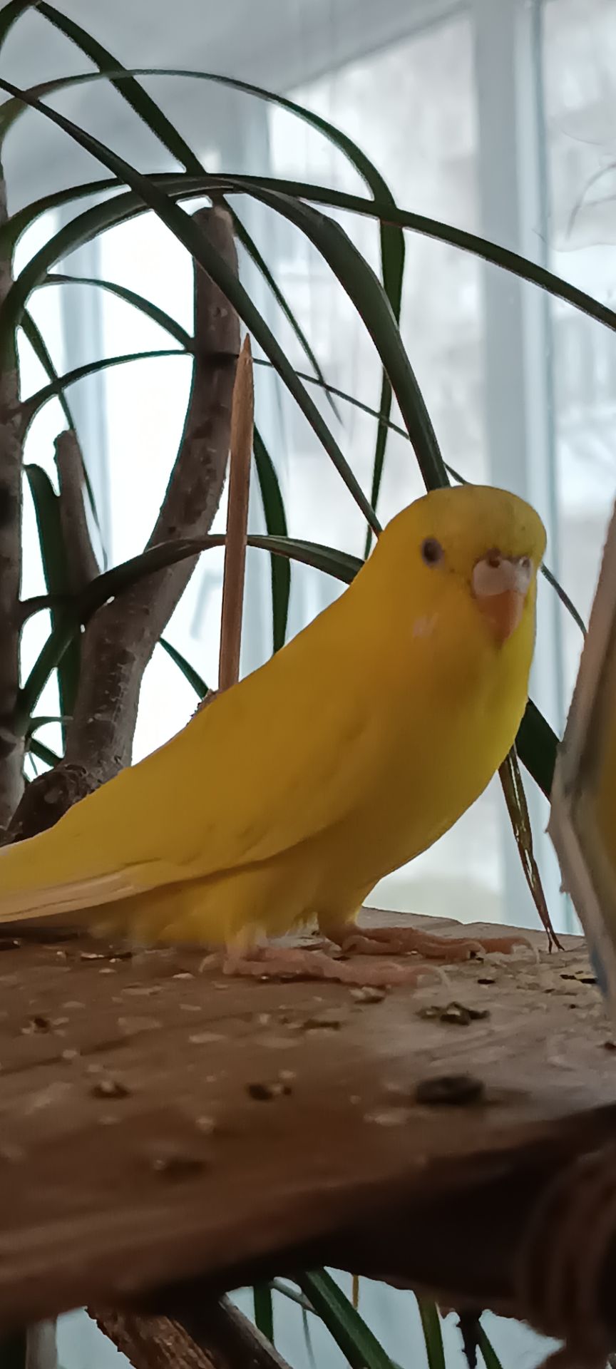 Хвилястий папугай