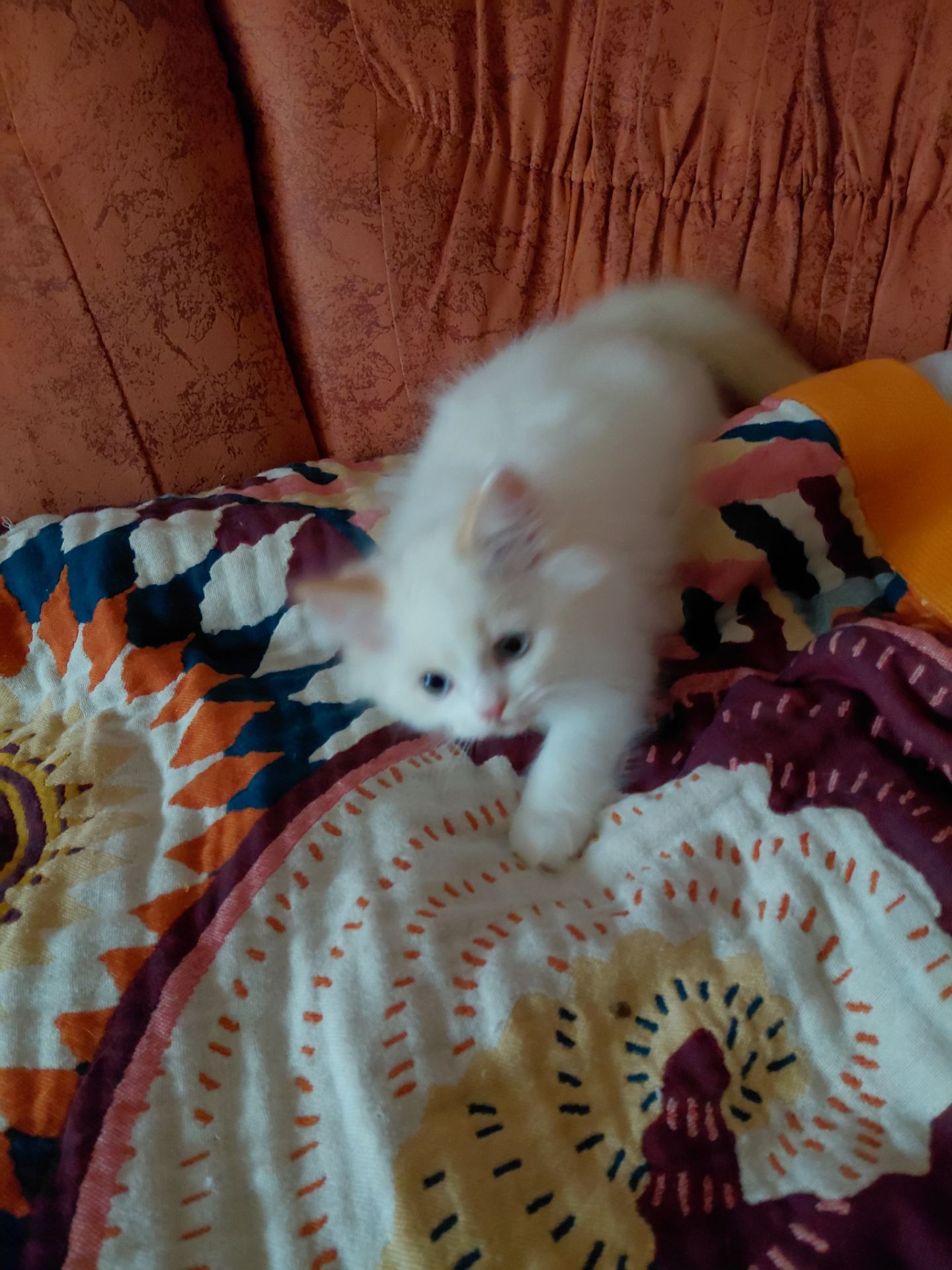 Кошенят породи регдол