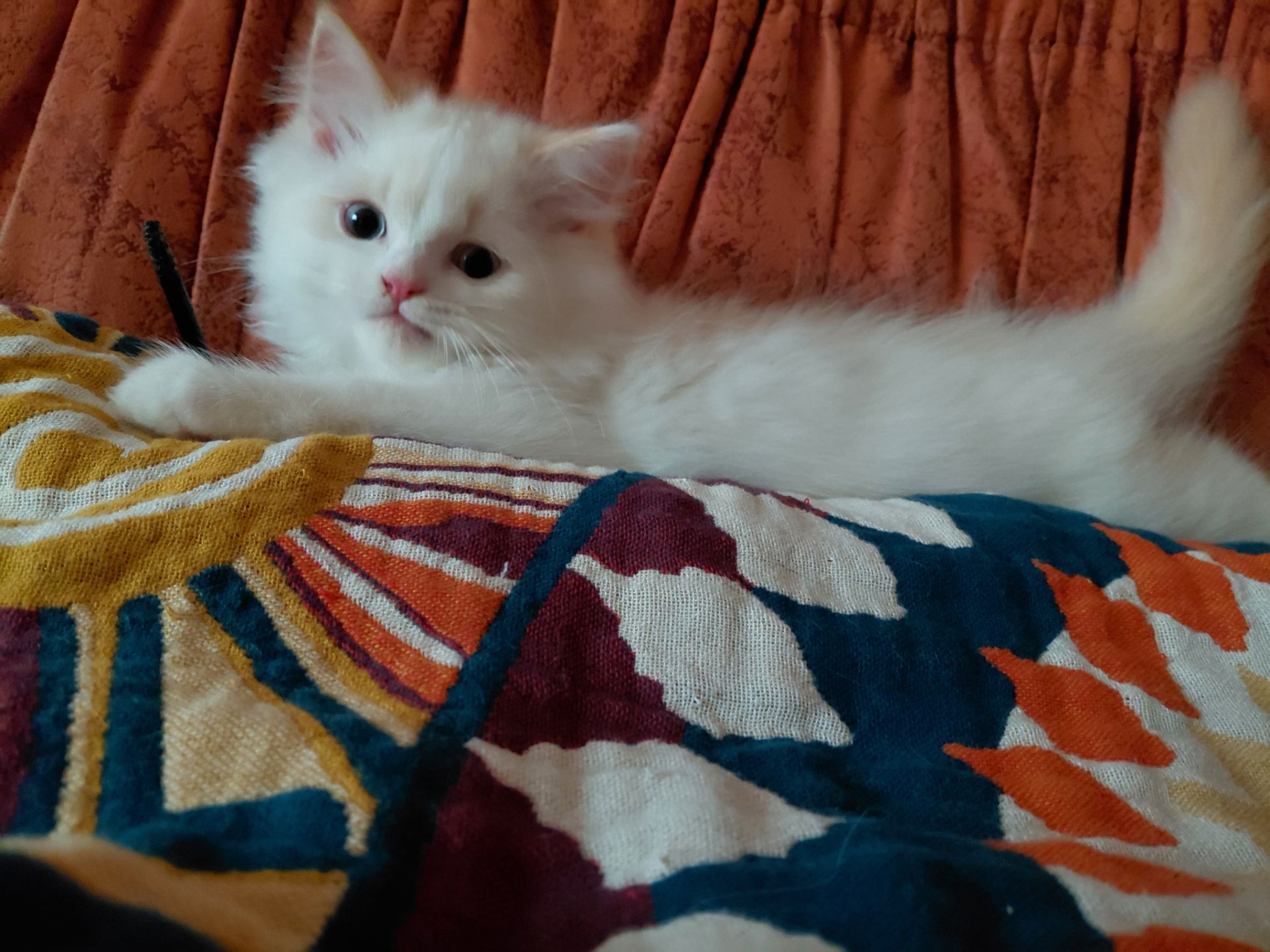 Кошенят породи регдол