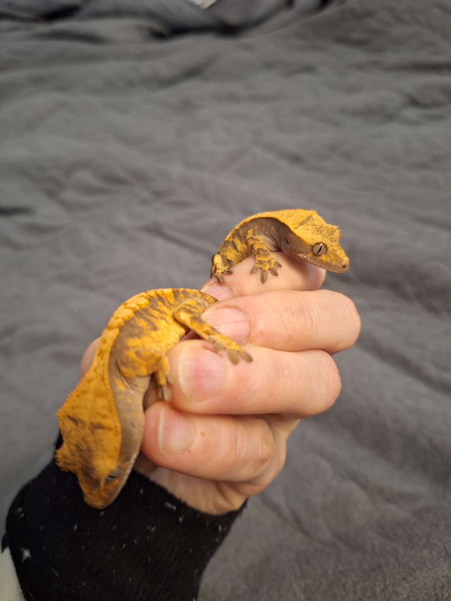 Бананоїд війчастий