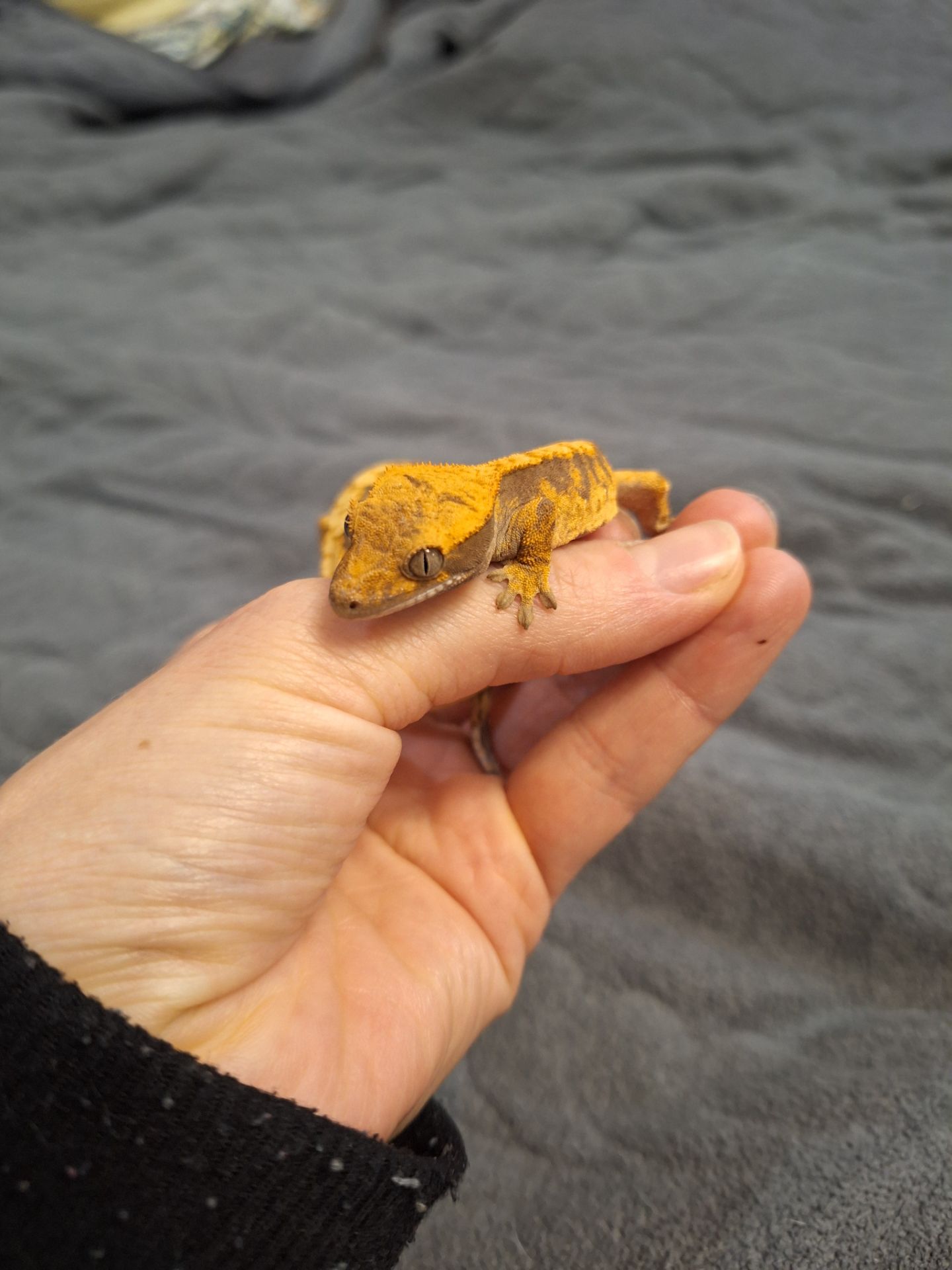 Бананоїд війчастий