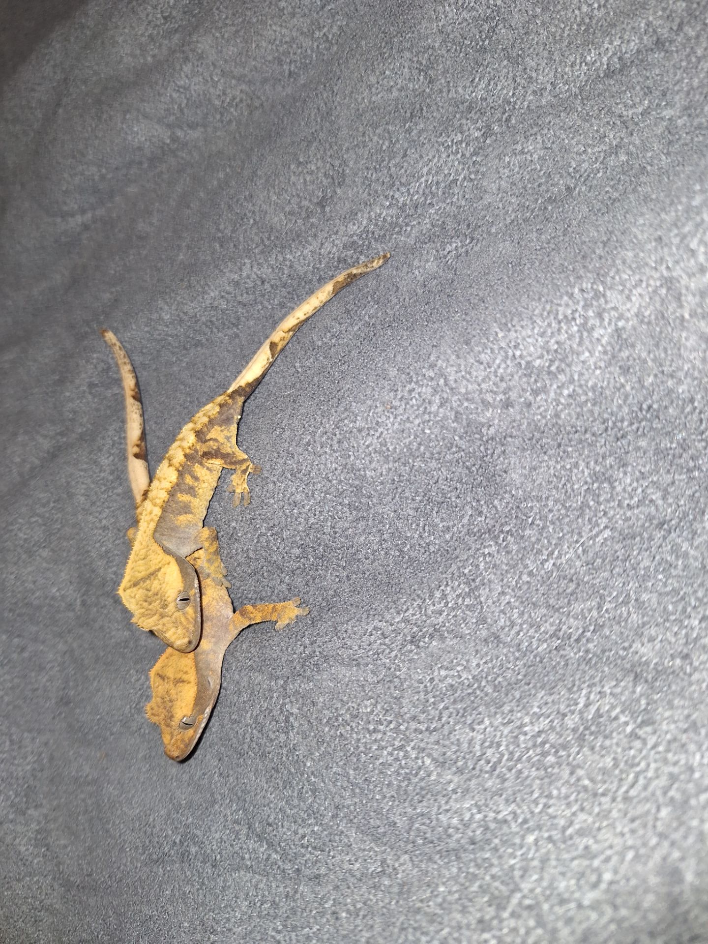 Бананоїд війчастий