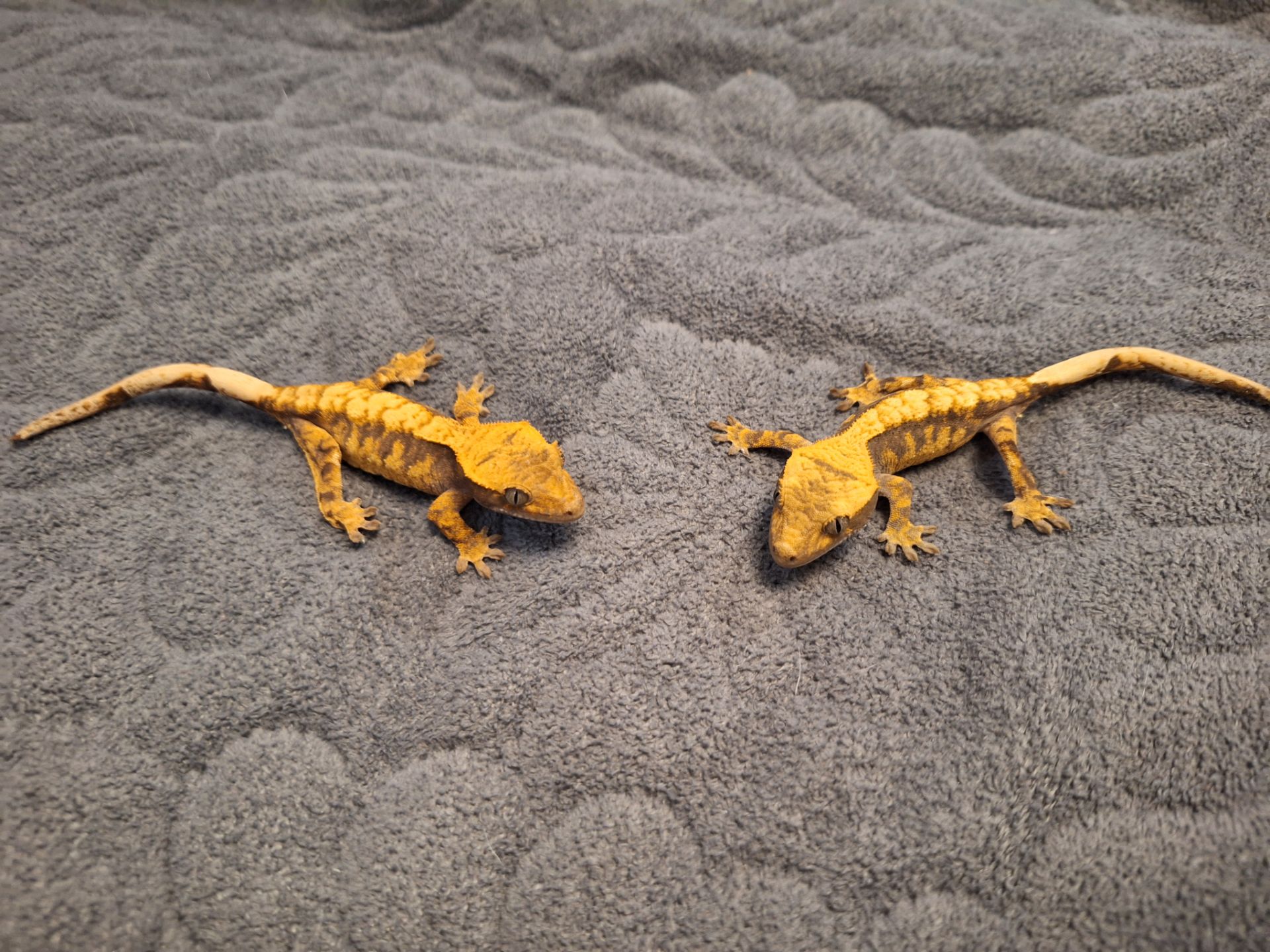 Бананоїд війчастий