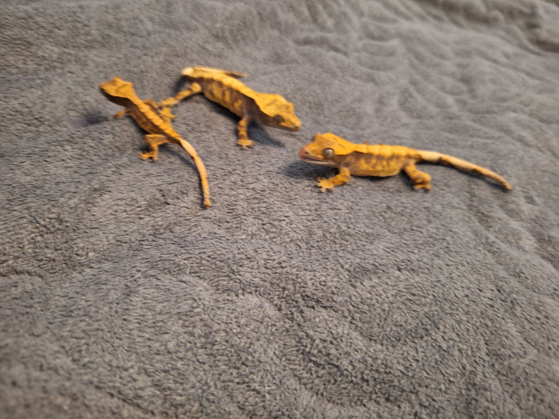 Бананоїд війчастий