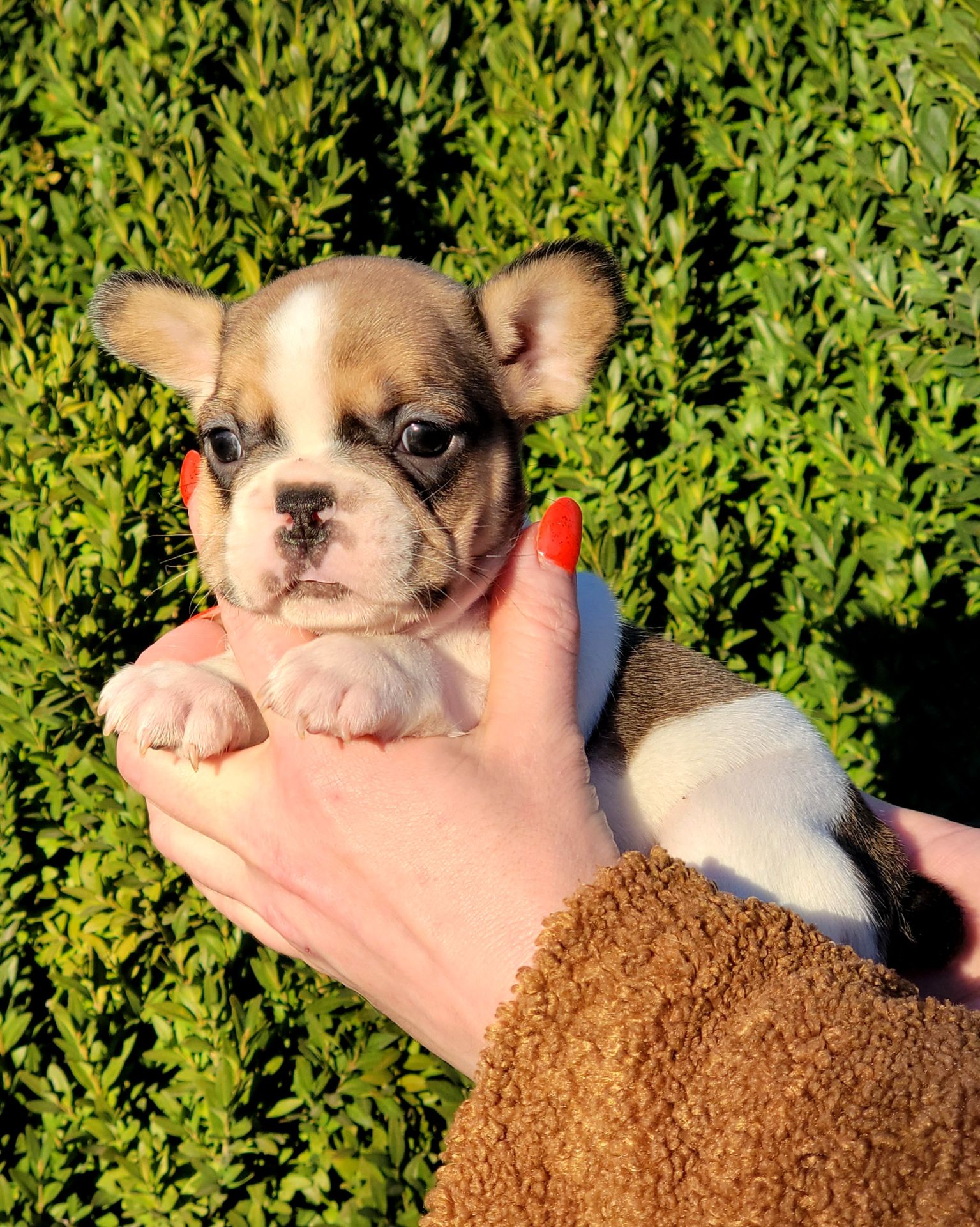 Французский бульдог девочка