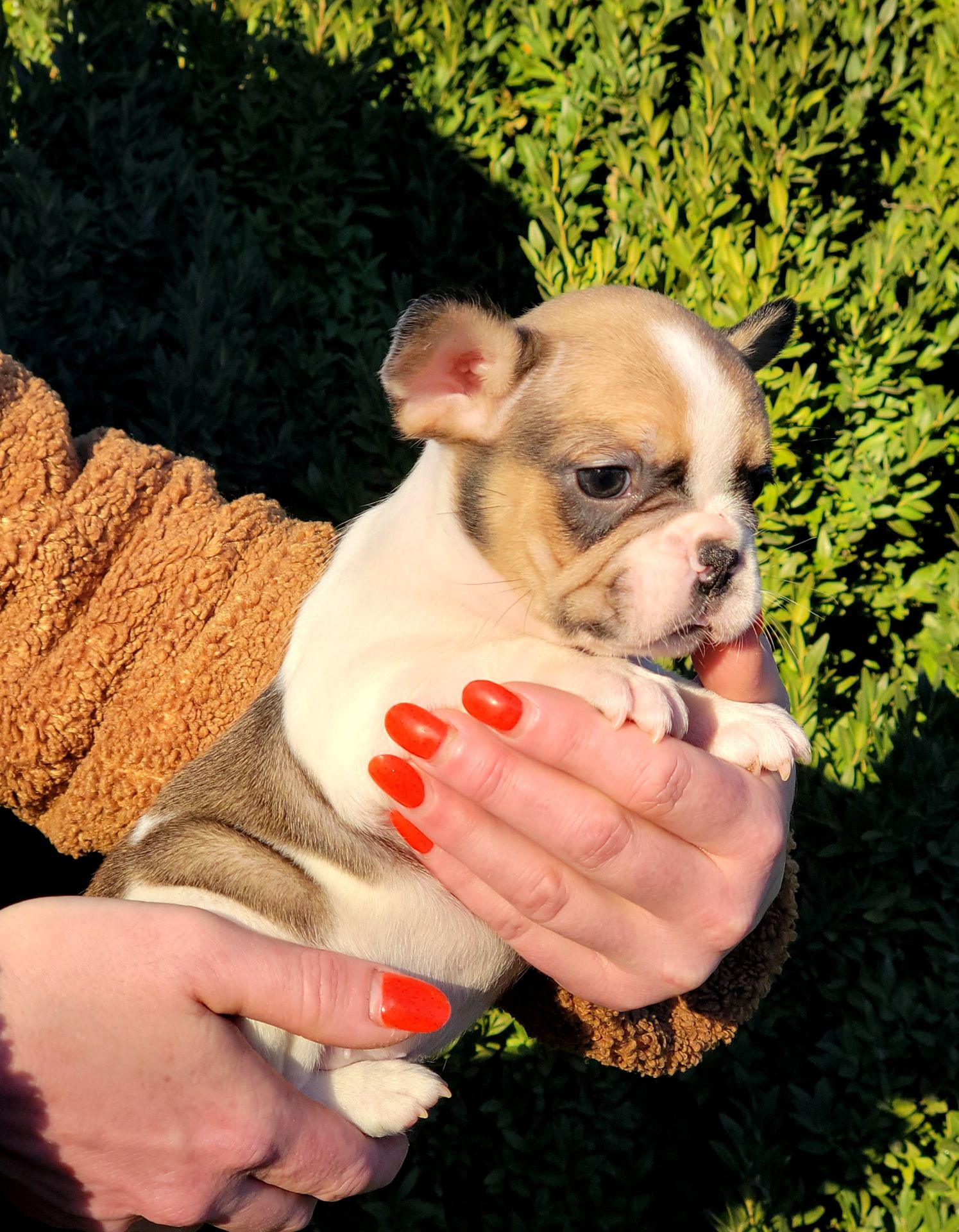 Французский бульдог девочка