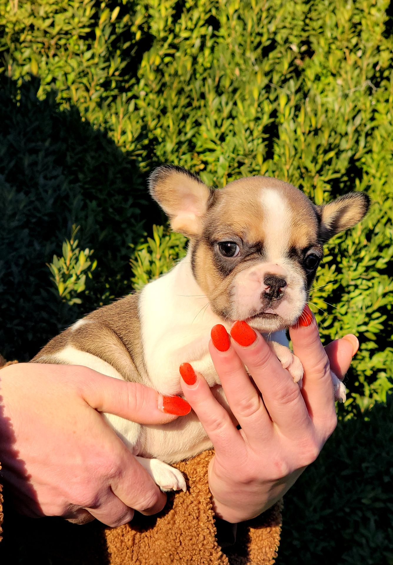 Французский бульдог девочка