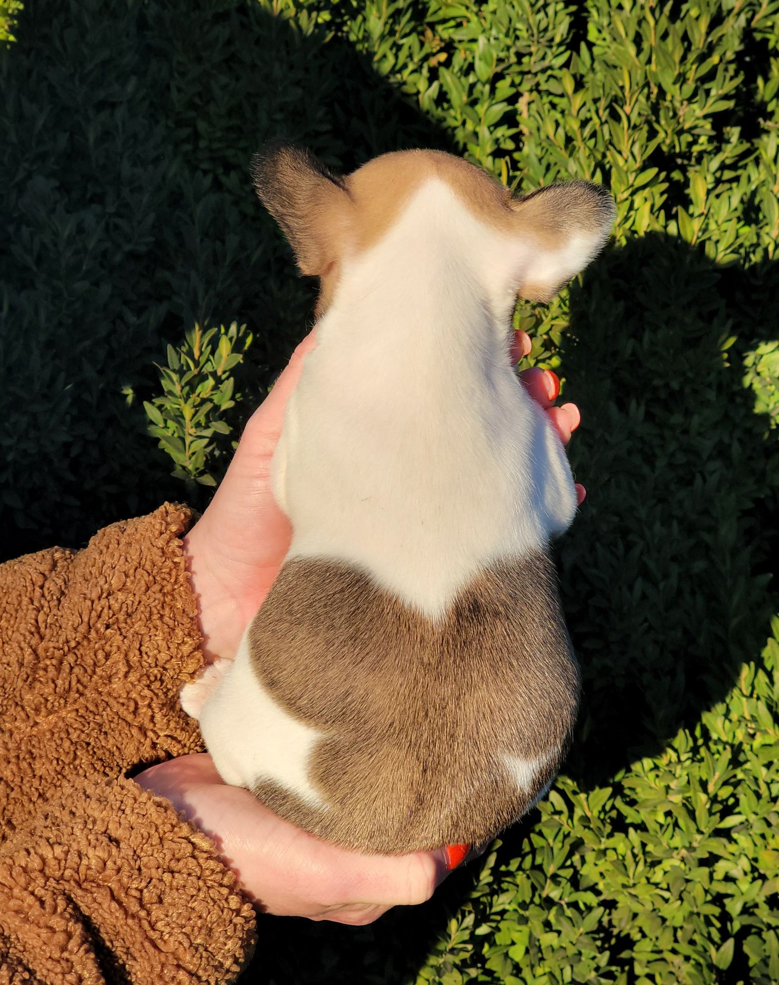 Французский бульдог девочка