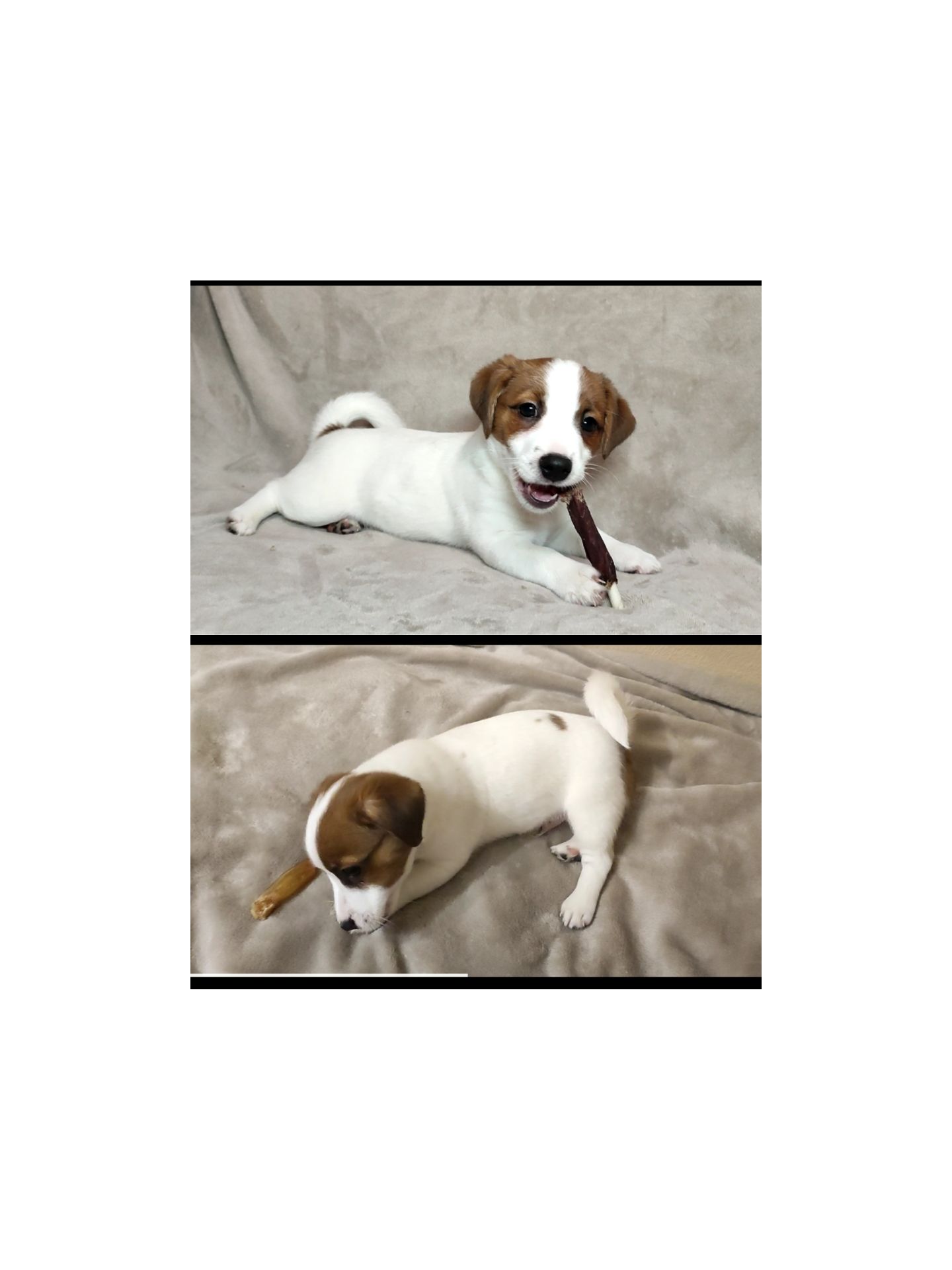 Чистокровні малята з родословною, документи ККУ WKU, Джек Рассел тер'єр 3 міс