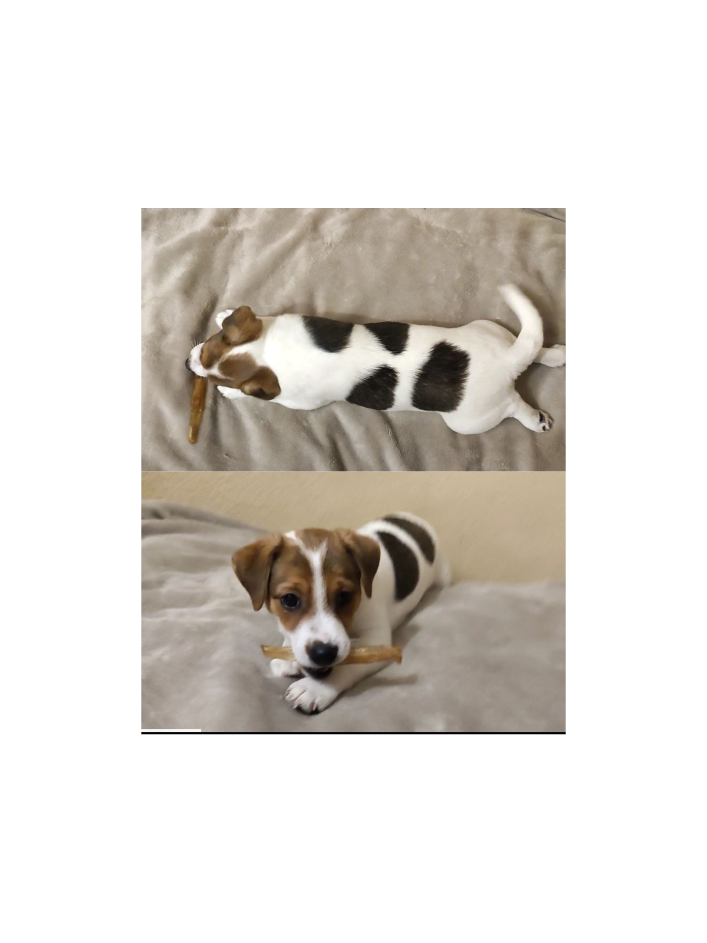 Чистокровні малята з родословною, документи ККУ WKU, Джек Рассел тер'єр 3 міс