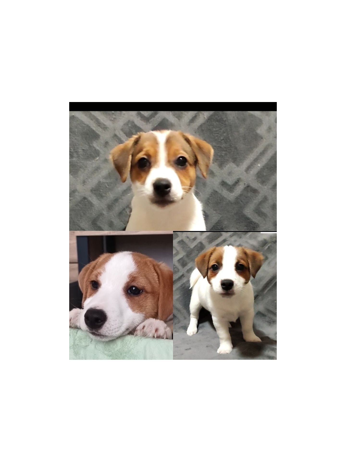 Чистокровні малята з родословною, документи ККУ WKU, Джек Рассел тер'єр 3 міс