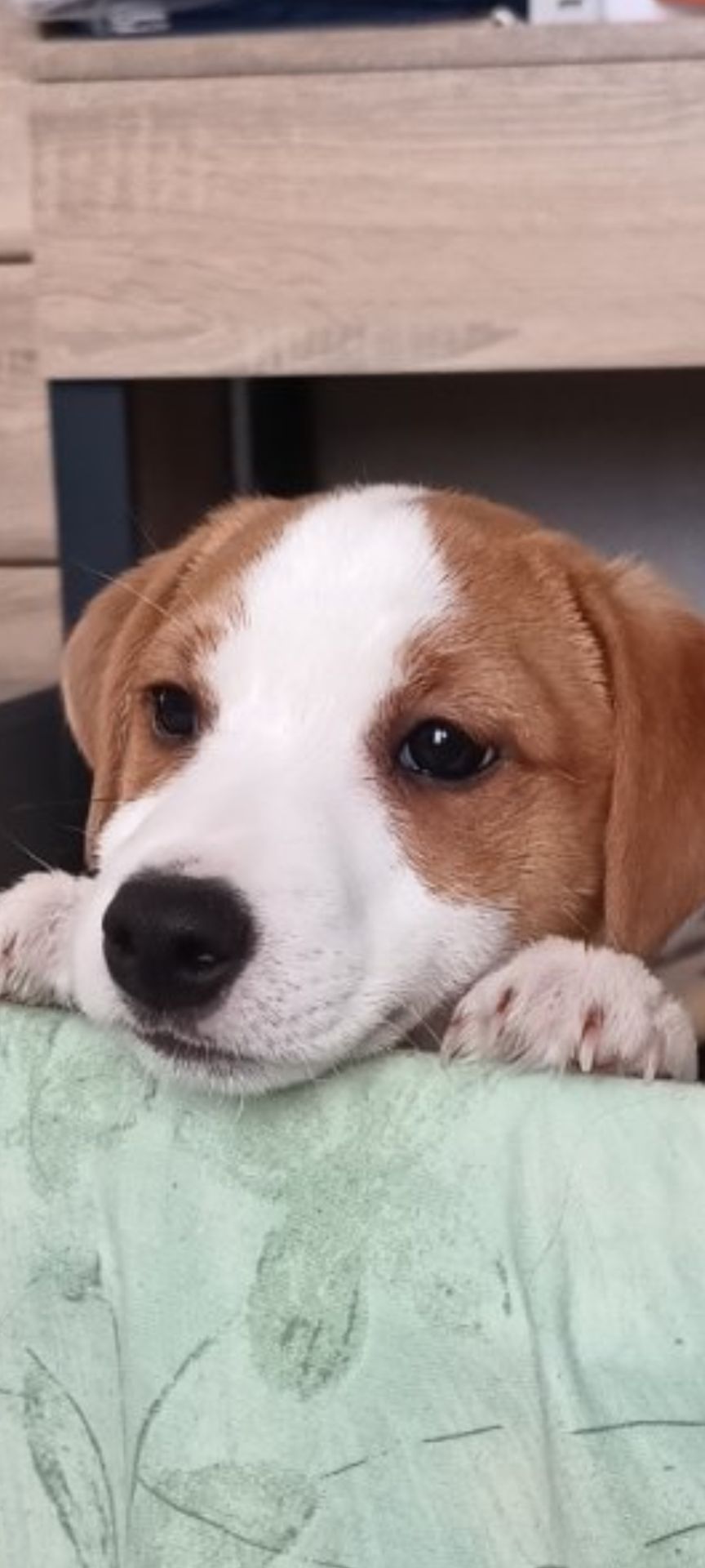 Чистокровні малята з родословною, документи ККУ WKU, Джек Рассел тер'єр 3 міс