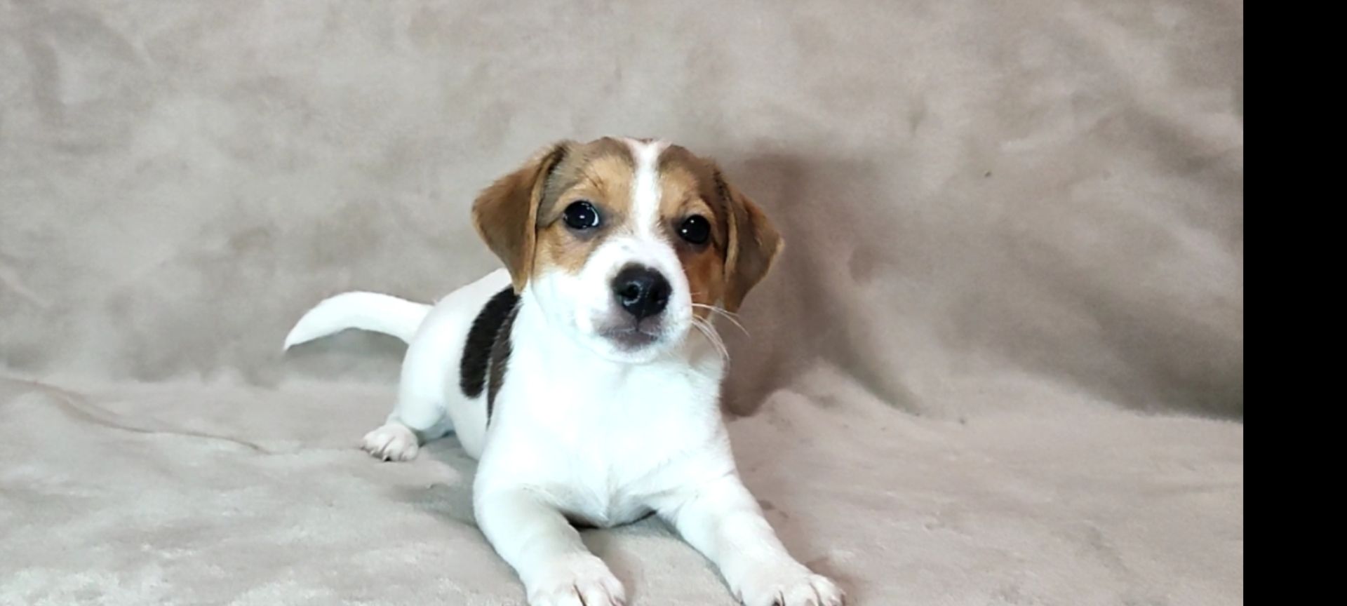 Чистокровні малята з родословною, документи ККУ WKU, Джек Рассел тер'єр 3 міс