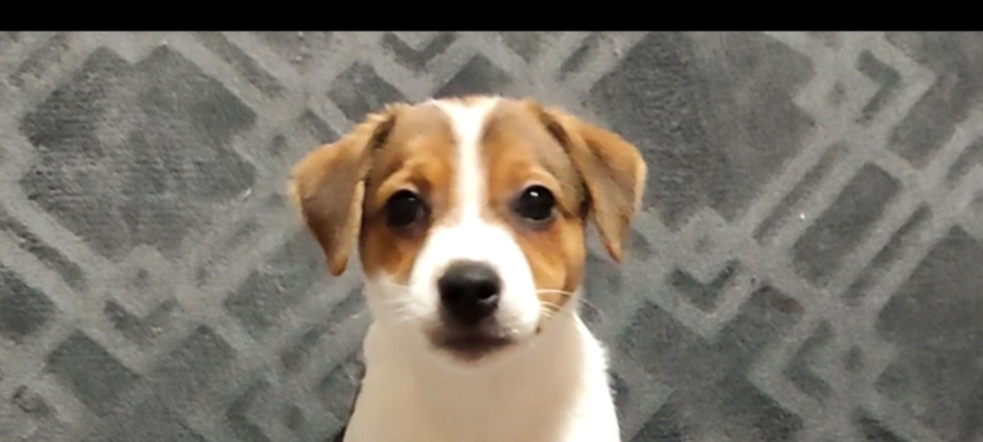 Чистокровні малята з родословною, документи ККУ WKU, Джек Рассел тер'єр 3 міс