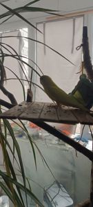 Хвилястий папугай