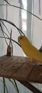 Хвилястий папугай