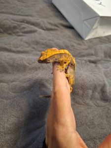 Бананоїд війчастий