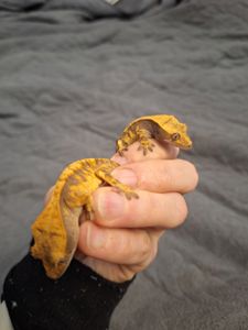 Бананоїд війчастий