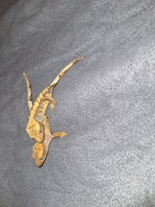 Бананоїд війчастий