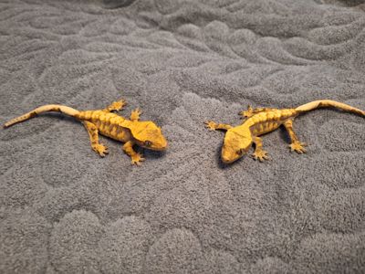 Бананоїд війчастий