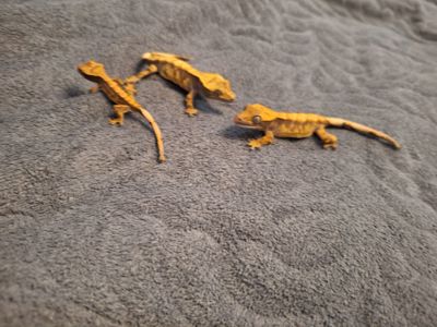 Бананоїд війчастий