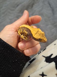 Бананоїд війчастий