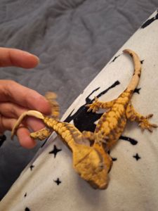 Бананоїд війчастий