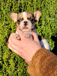 Французский бульдог девочка