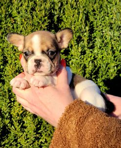 Французский бульдог девочка