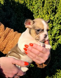 Французский бульдог девочка