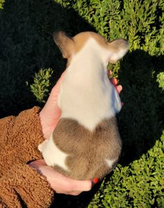 Французский бульдог девочка