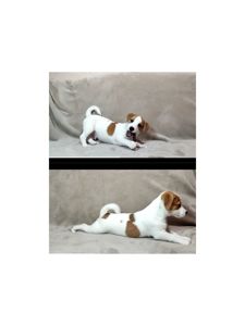 Чистокровні малята з родословною, документи ККУ WKU, Джек Рассел тер'єр 3 міс