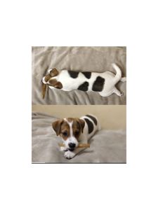 Чистокровні малята з родословною, документи ККУ WKU, Джек Рассел тер'єр 3 міс